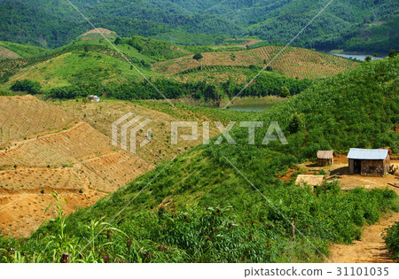 deforest for agriculture deforest for agriculture 31101035