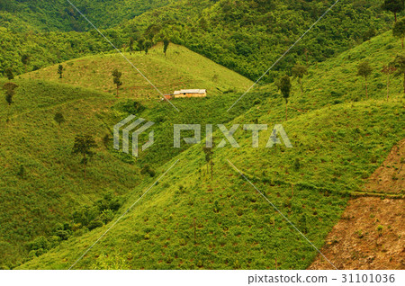 deforestation for agriculture, climate change 31101036