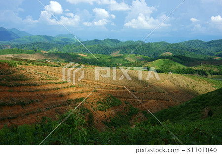 deforestation for agriculture, climate change deforestation for agriculture, climate change 31101040