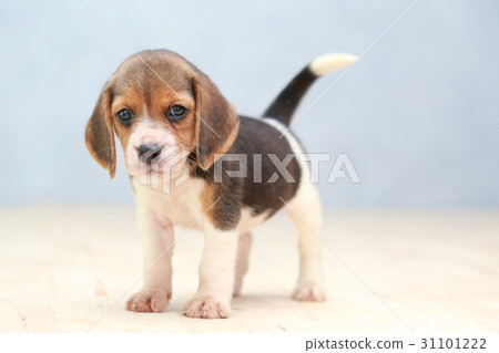 cute beagle puppy in action cute beagle puppy in action 31101222