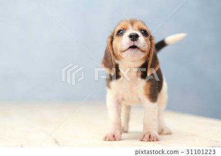 cute beagle puppy in action cute beagle puppy in action 31101223