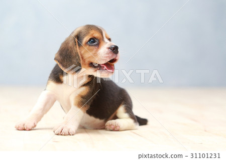 cute beagle puppy in action cute beagle puppy in action 31101231