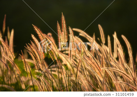 Pennisetum flower Pennisetum flower 31101459