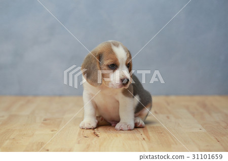 2 month strong beagle puppy in action 2 month strong beagle puppy in action 31101659