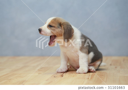 2 month strong beagle puppy in action 2 month strong beagle puppy in action 31101663