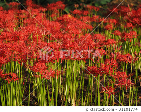 Red spider lilies growing in clusters Red spider lilies growing in clusters 31101774