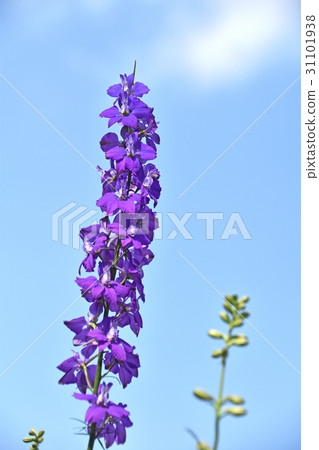 Larkspur 31101938