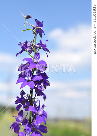 Larkspur 31101939