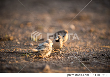 sociable weaver 31101952