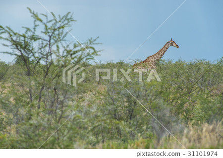 Southern giraffe 31101974