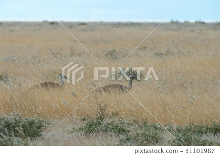 Kori bustard 31101987