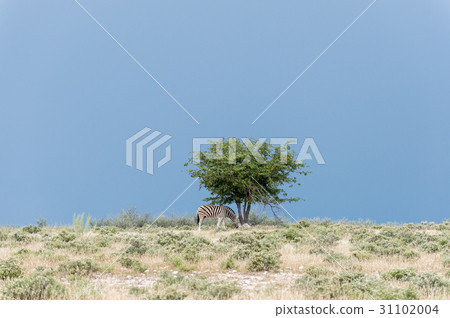 Burchell's (Plain's) zebra 31102004