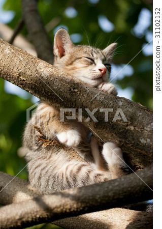 Cat sleeping on the tree Cat sleeping on the tree 31102152