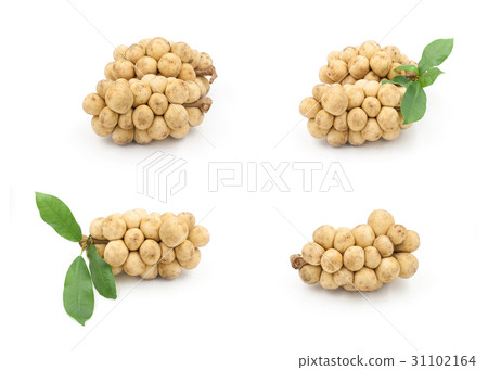 Longkong fruit or Lansium parasiticum Longkong fruit or Lansium parasiticum 31102164