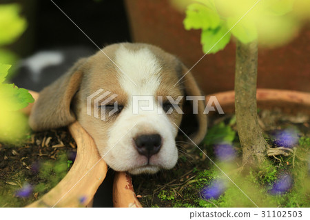 purebred beagle puppy is learning the world purebred beagle puppy is learning the world 31102503