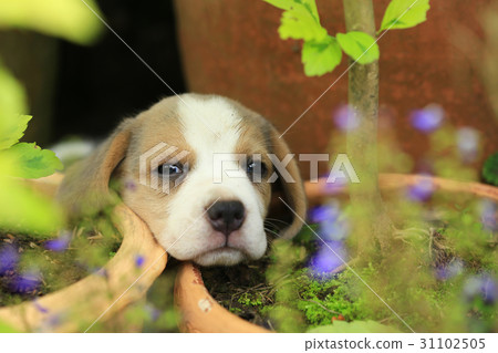 purebred beagle puppy is learning the world purebred beagle puppy is learning the world 31102505