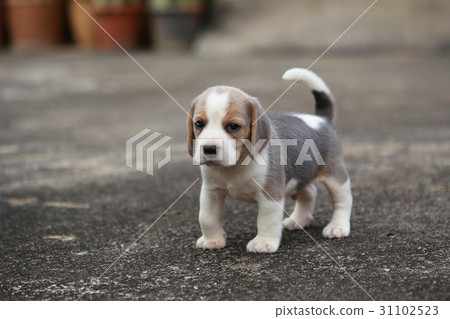 purebred beagle puppy is learning the world  31102523
