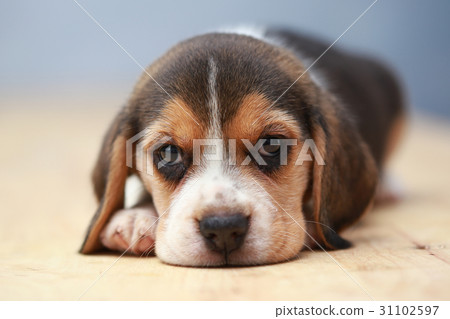 2 month strong beagle puppy in action 2 month strong beagle puppy in action 31102597