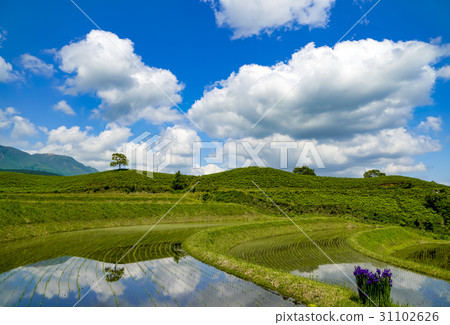 扇米飯露台 31102626
