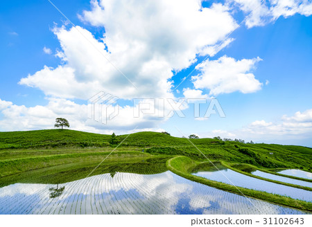 Fan rice terrace 31102643