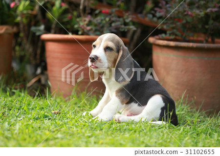 strong purebred silver tri color beagle puppy strong purebred silver tri color beagle puppy 31102655