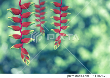 red heloconia flower on nature red heloconia flower on nature 31102670