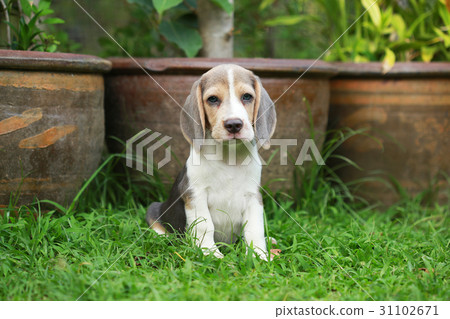 strong purebred silver tri color beagle puppy 31102671