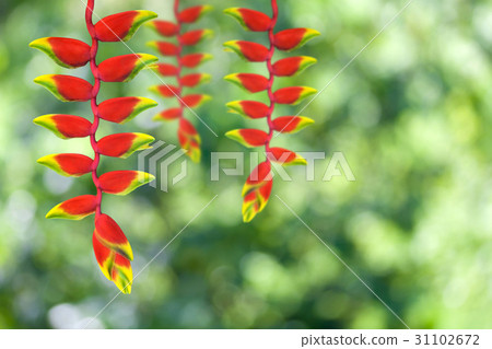 heloconia flower heloconia flower 31102672