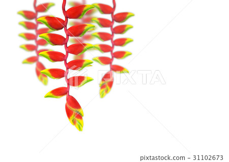 red heloconia flower isolated on white red heloconia flower isolated on white 31102673