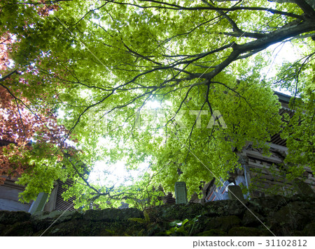 Temple's fresh green 31102812