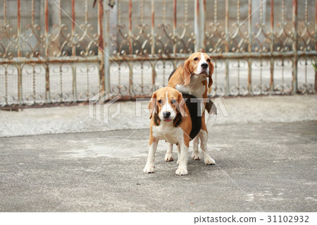 purebred beagle dog are now receptive in mating 31102932