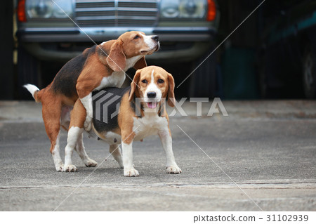 how can you tell a purebred beagle