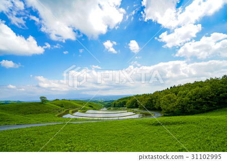 Fan rice terrace Fan rice terrace 31102995