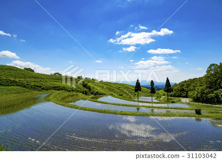 Fan rice terrace 31103042