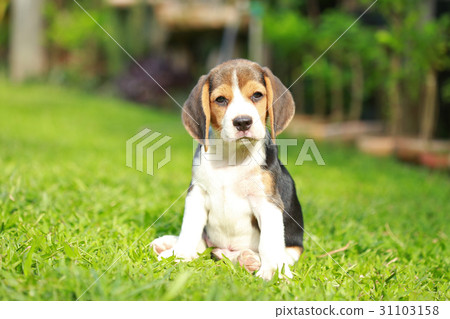 purebred beagle dog looking for somthing 31103158