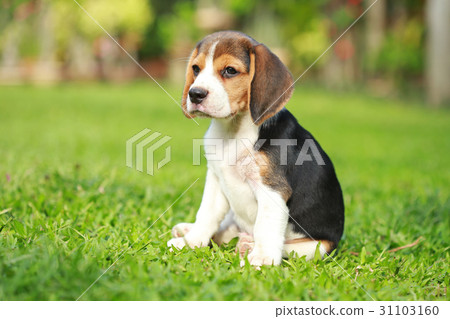 purebred beagle dog looking for somthing 31103160