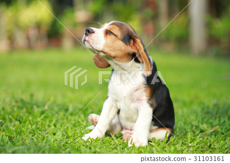purebred beagle dog looking for somthing 31103161