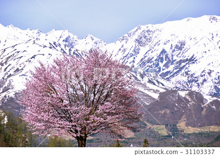 One cherry tree blooming behind the northern alps of the remaining snow 31103337