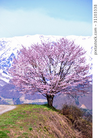 One cherry tree blooming behind the northern alps of the remaining snow One cherry tree blooming behind the northern alps of the remaining snow 31103338