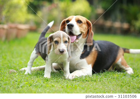 Purebred adult and puppy beagle dog are playing Purebred adult and puppy beagle dog are playing 31103506