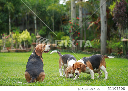 Purebred adult and puppy beagle dog are playing  31103508