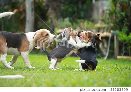 Purebred adult and puppy beagle dog are playing Purebred adult and puppy beagle dog are playing 31103509