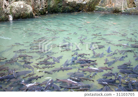 Soro brook carp waterfall fish 31103705