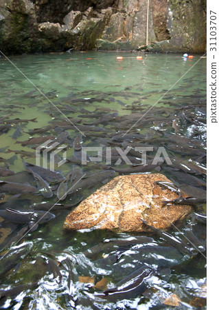 Soro brook carp waterfall fish Soro brook carp waterfall fish 31103707