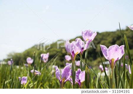 Iris garden Iris garden 31104191