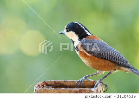 野生鳥Yamagara綠色背景 野生鳥Yamagara綠色背景 31104539