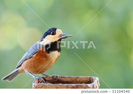 野生鳥Yamagara綠色背景 野生鳥Yamagara綠色背景 31104540