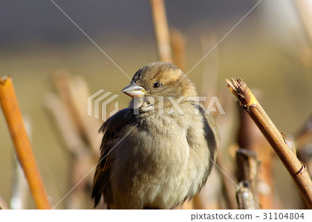 Closeup of a sparrow Closeup of a sparrow 31104804