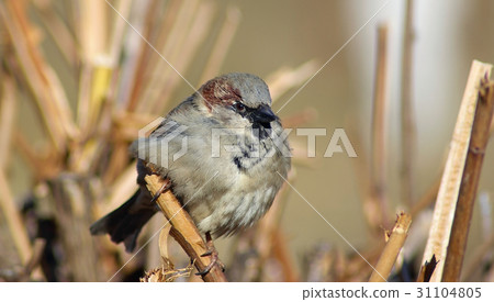 Eurasian house sparrow 31104805