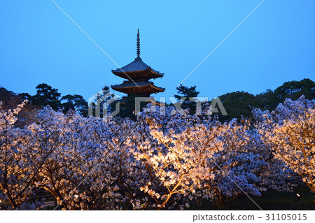 Night at night of Ninna-ji Temple 31105015